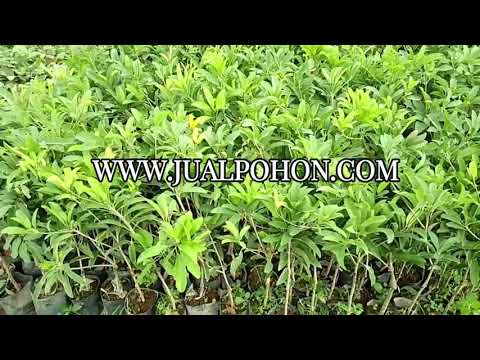 Mulai Berkebun dengan Bibit Sawo Jumbo Unggul!