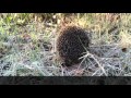 Capture de la vidéo Brian May - #Amazinggrace Hedgehog Challenge (Fact 118)