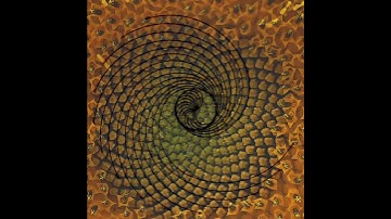 Fibonacci Spirals in a Sunflower part 1 #shorts