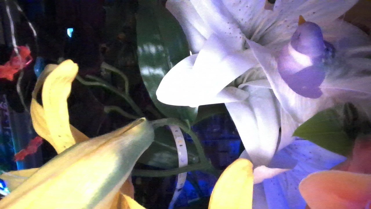 3.7.26 Saturday morning 7:33AM lilies