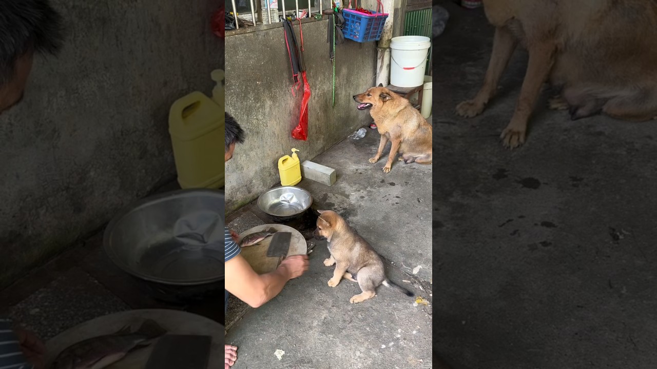 🇨🇳 原来善良真的会遗传，小奶狗学着妈妈的样子救下这条鱼 🇬🇧 Kindness Is Inherited: Puppy Follows Mother to Save a Fish
