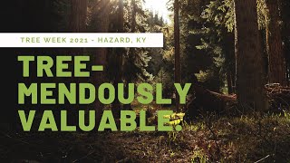 Tree-mendously Valuable: The True Worth Of Trees