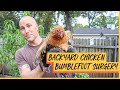 Why is my chicken limping? | Treating Bumblefoot in Chickens | Backyard Chicken Surgery