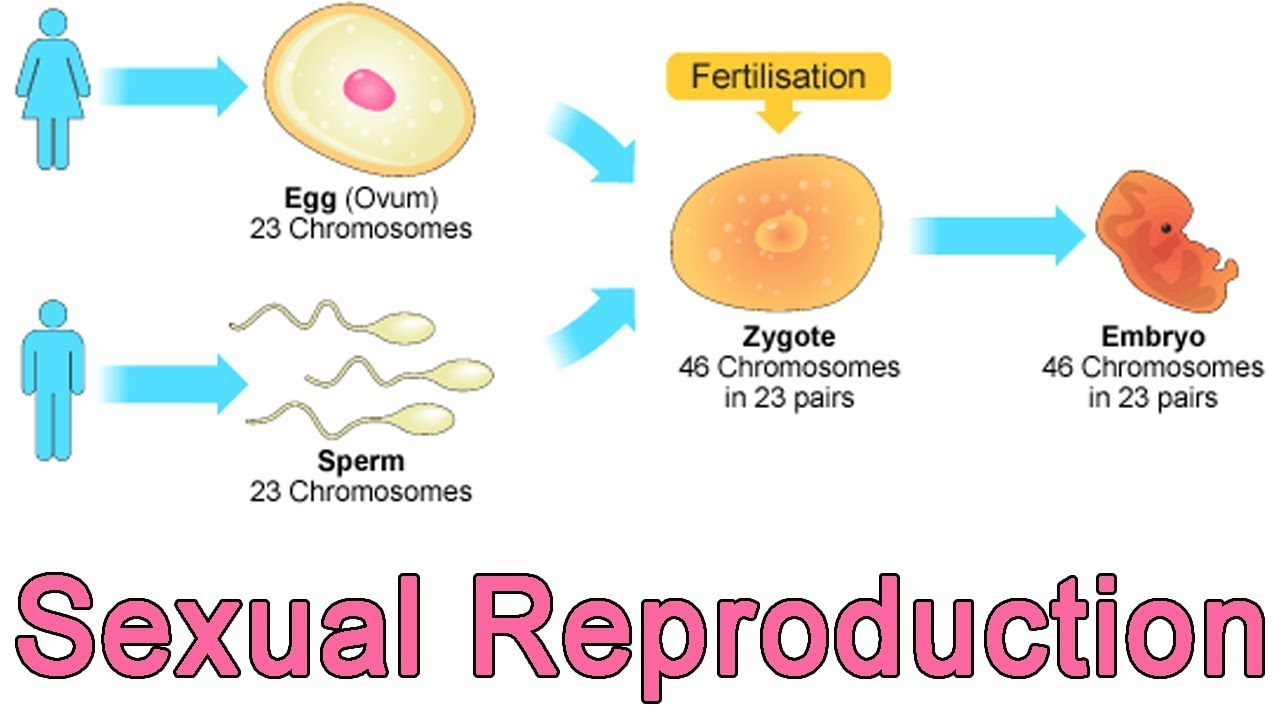 The Sexual Reproduction Is A Source Of Genetic Variations Science Online Riset