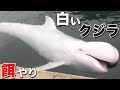 白いクジラも登場！小さな鯨「ゴンドウクジラ」達へのエサやり（クジラの餌やり）