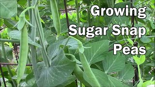 How To Grow Peas and What To Expect While They Are Growing