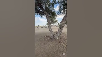 سورة الفاتحة #قرآن #اكسبلور #لايك #قران_كريم #تيك_توك #ترند #حالات_واتس #like #nature #راحة_نفسية