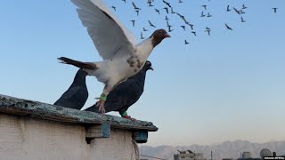 With Afghan Economy In Shambles, Kabul's Pigeon Market Plummets