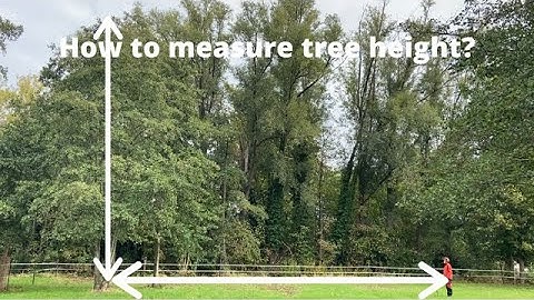 Hoe u uw boomhoogte meten?