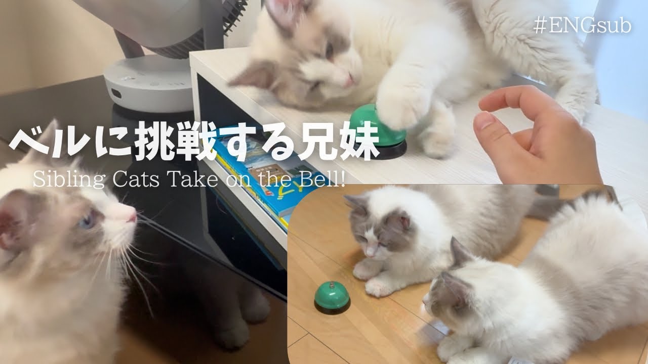 奇跡の瞬間って突然来るよね 【ゆる遊び】【ENGsub】