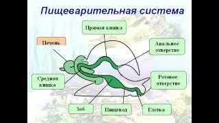 Тип Моллюски. Общ. характеристика на примере Прудовика.AVI Тип Моллюски. Общ. характеристика на примере Прудовика.AVI
