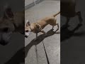 Oczekiwanie na święta #shorts #dog #funnymemes #comedy #familyfriendly