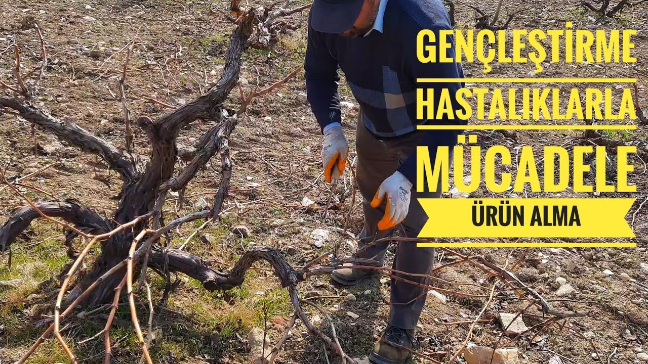 YATAĞAN BAĞCILIKTA BUDAMA ve ÖNCELİKLER...