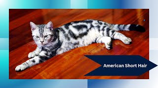 😺 Explore the World of American Shorthair Cats: The Ultimate Guide! by Animal Fun & Facts 141 views 3 weeks ago 2 minutes, 4 seconds
