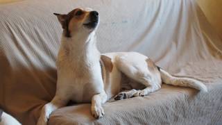 Laulukoira Laika