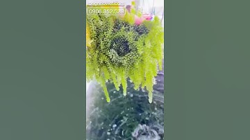 Cung Cấp Rong Nho Tươi Giá Sỉ Cho Nhà Hàng I Rong Nho Việt #rongnhobien #rongnhotuoi #rongnhosach