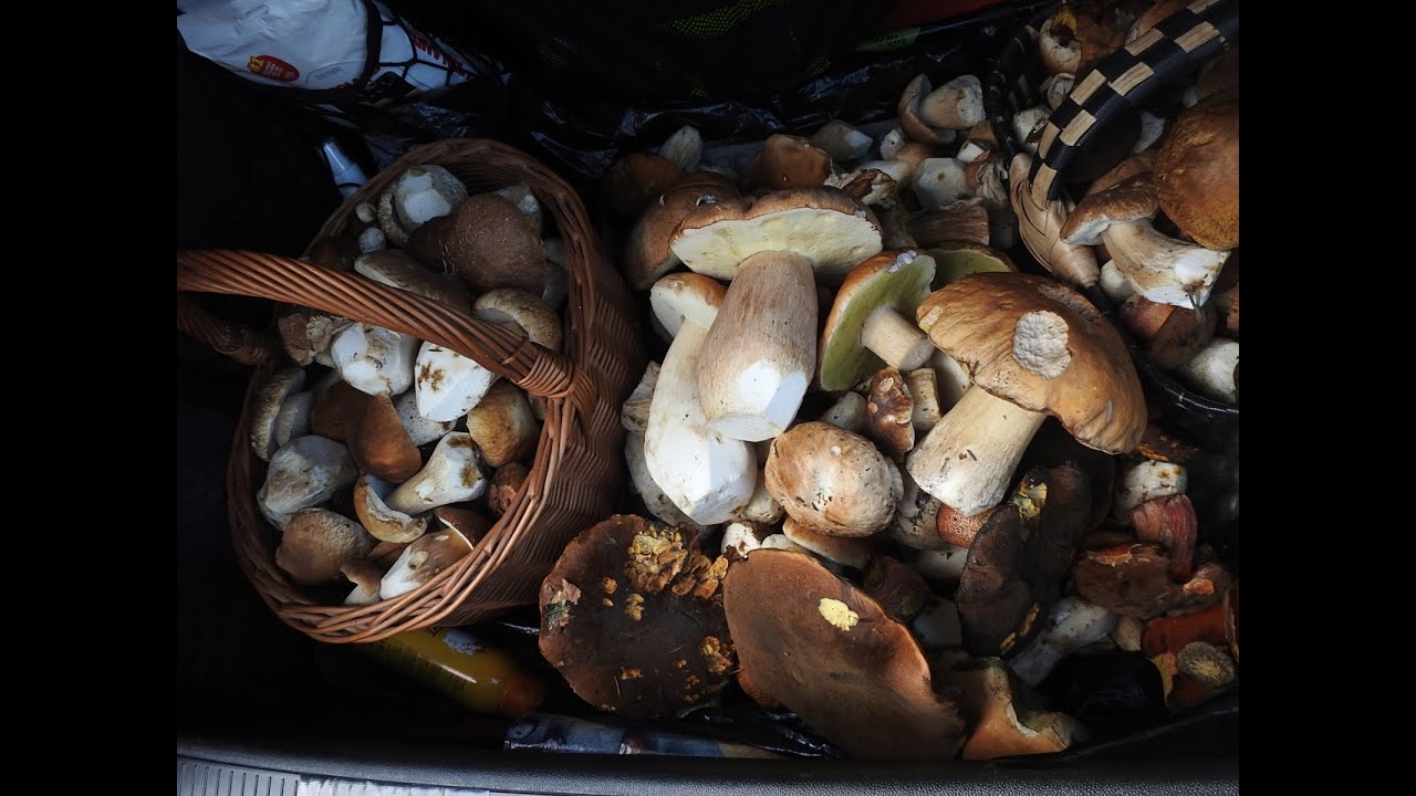 Bagażnik grzybów w południe. Mega wysyp !!!