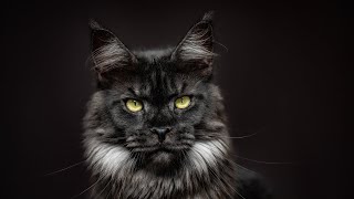 Black smoke Maine Coon princess.