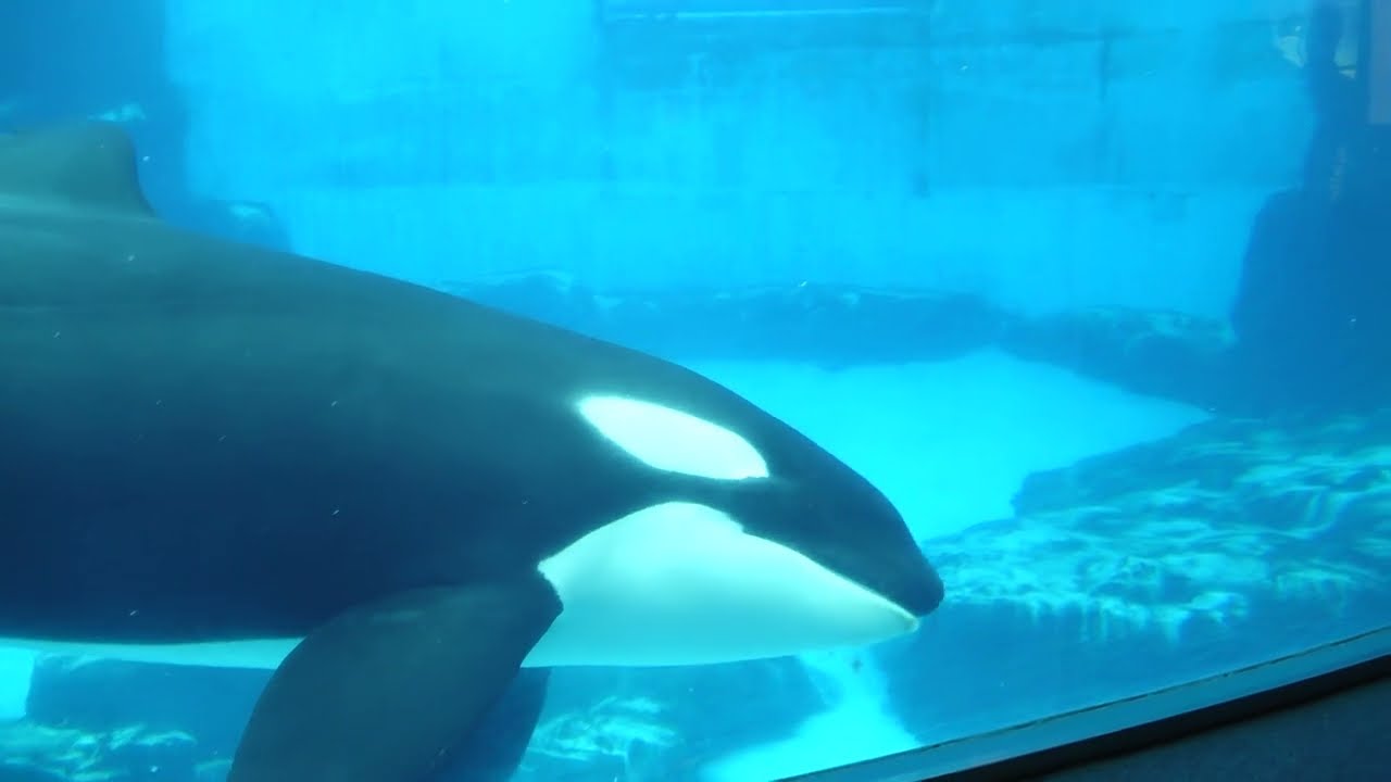 アースくんの側に行くステラさんリンちゃん シャチ 名古屋港水族館にて