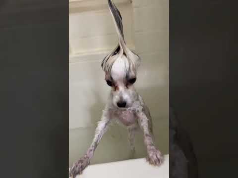 PT 2 :Super FUNNY CORE DOGS VIDEOS! 🤣 Funny ANIMALS videos 2026 #funny #funnyclips #funnymoments
