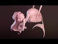 Zbrush Sculpt Timelapse | Mermay Challenge 2017 | Turning Ilaria Sposetti's Concept Art into 3D