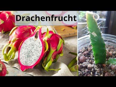Video: Wann blüht eine Drachenfrucht - Gründe für keine Blumen auf Drachenfruchtkakteen