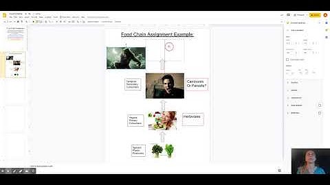 Food Chains - Google Slides