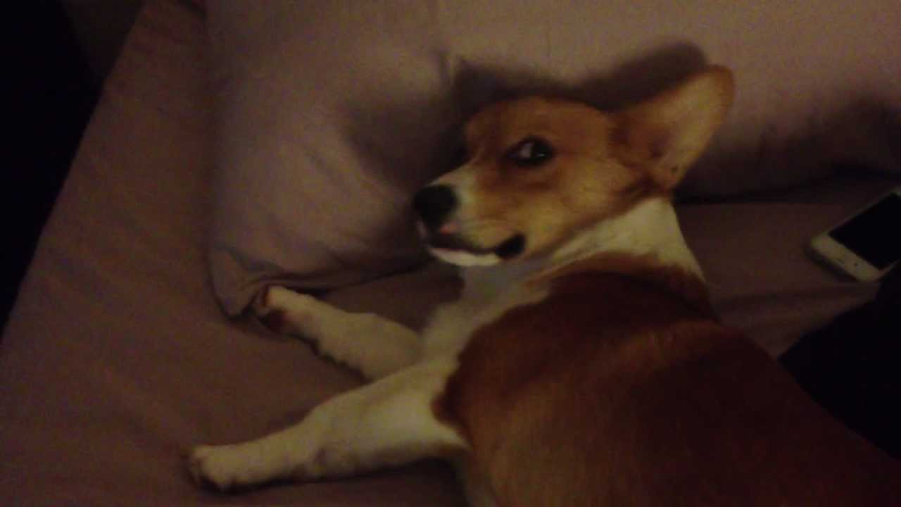 McGruff Puff Sleeping In Bed