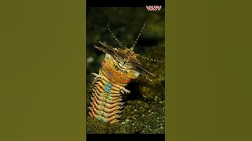 Sâu địa ngục (sâu biển Bobbit) - Sát thủ dưới đáy đại dương #animals #bobbit #worms #vatv1412