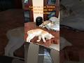 Funny Cats 1000 Follower #funnycats #zuhrighulam