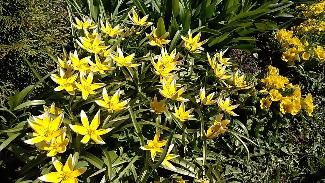 Ботанический тюльпан Тарда. Карликовый тюльпан tarda. Низкорослые ...