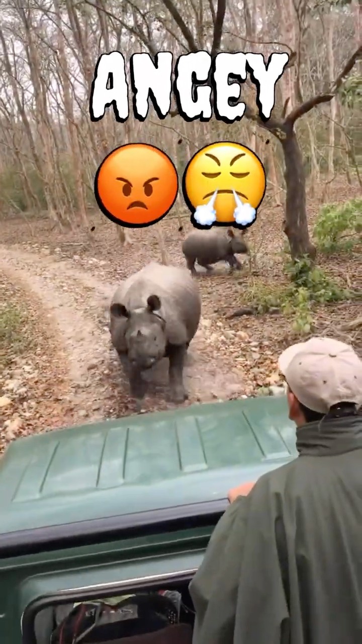 Rhino ne jeep pr charge kar diya 😱 Dudhwa Jungle Safari RhinoZone Close move #rhino #junglesafari