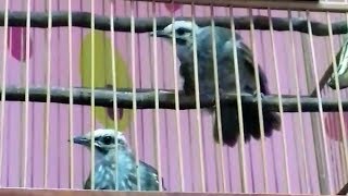 Single Terbaru - Sepasang Burung Cucak Rawa Oke