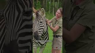 Have some fun with our Zebra - full video @australiazoo