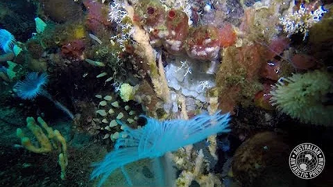 Marine biodiversity revealed by remote-controlled mini-sub