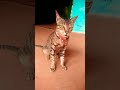 cute cat hira 🥰🥰 #cat #cute #love #funny #shorts #youtubeshorts