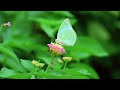 Butterflies fluttering on flowers- Butterflies polinating flowers