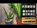 淨化空氣植物 虎尾蘭如何繁殖?(上集)Snake Plant Propagation know-how