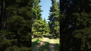 Ne kadar güzel bir ağaç