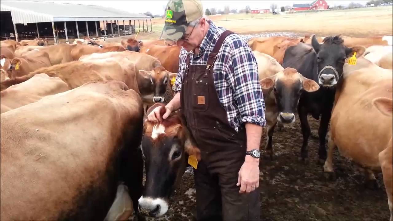 Farmer Carl introduces the Jersey Girls at Chaney's Farm in Bowling