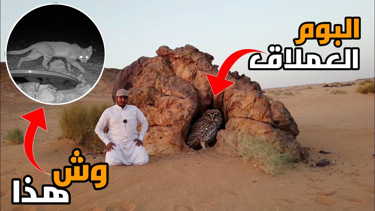 طائر البوم العملاق الحياة الفطرية العجيبه 