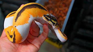 [4K] HOLDBACK Ball Python Shed Out & Updates!