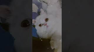 my cuto ♥ #fufisimba #catlife #catvideos #catlover #viralvideo #kitten #cutecat #song