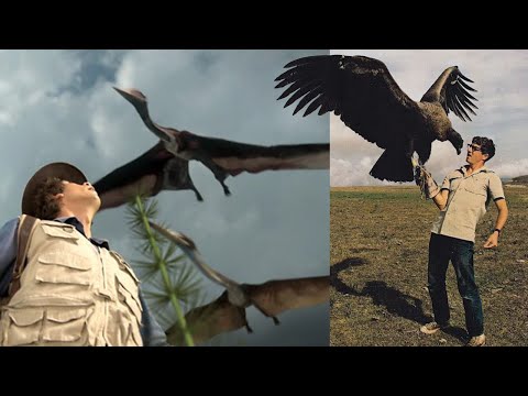 Video: Vše O Supech Jako Největších Ptácích