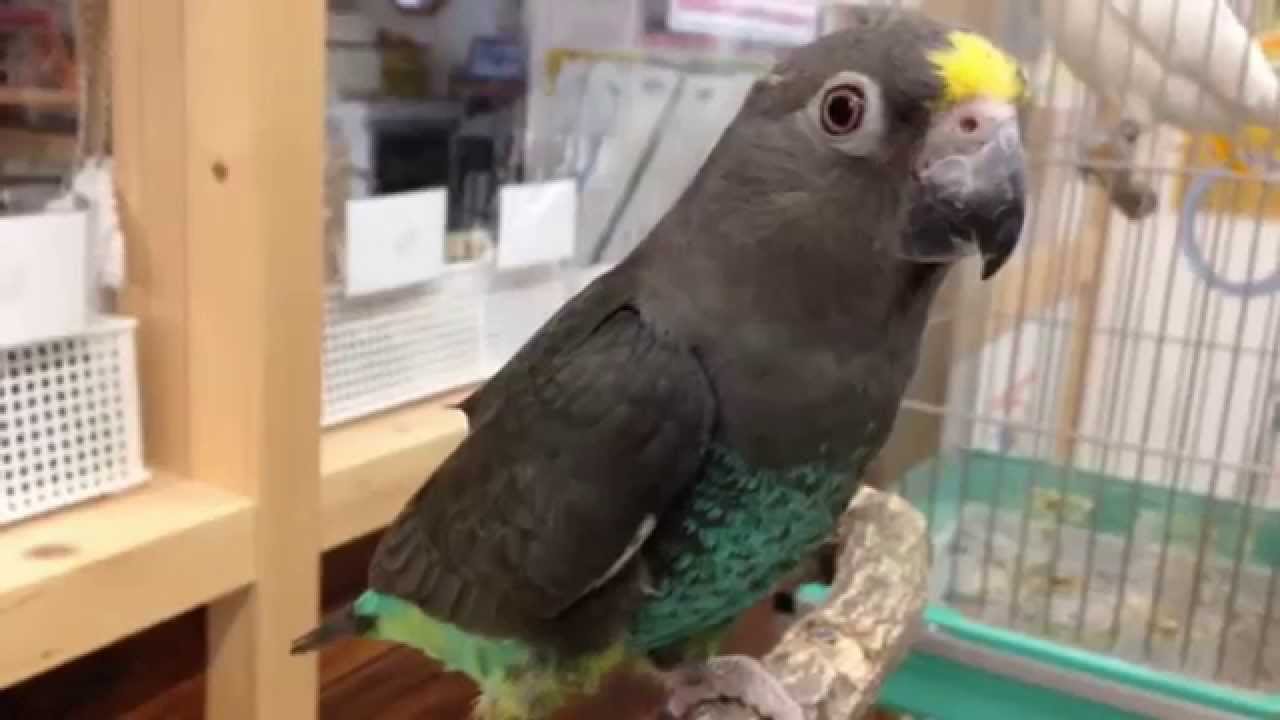 1/4販売開始 国産 ムラクモインコ(♀) 流通少 ステップアップ＆カキカキOK♪ Meyer's Parrot インコ専門店ぺありー
