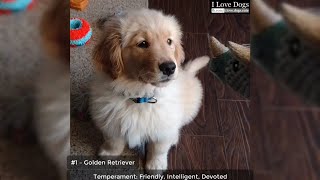 Top 10 Best Dog Breeds for Kids and Families 💖💘🐶 by I Love Dogs 30 views 4 years ago 3 minutes, 21 seconds