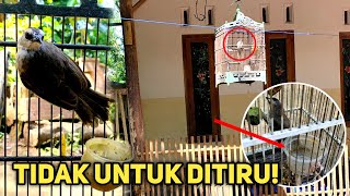 Jumpa Dua Ekor Trucuk Betina Cantik Beda Postur, Perawatannya Menyedihkan!