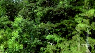 Wednesday, September 21st: Dancing in the trees