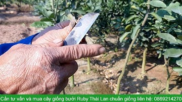 Kỹ thuật ghép đoạn cành để nhân giống bưởi Ruby Thái Lan - 0869214270