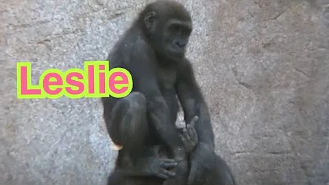 ゴリラ　ウィンストン家族　gorilla Winston family San Diego Safari Park